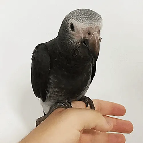 African Grey Parrots for Sale Adelaide 1