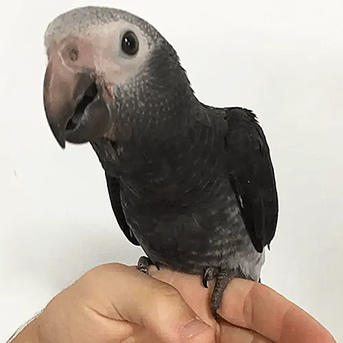African Grey Parrots for Sale Adelaide 2
