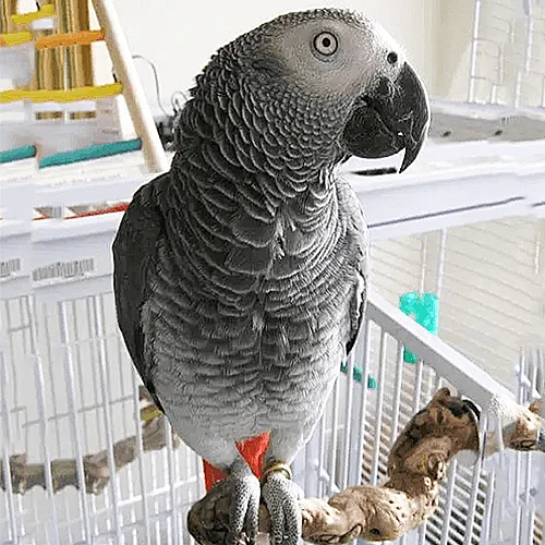 African Grey Parrots for Sale Adelaide 3