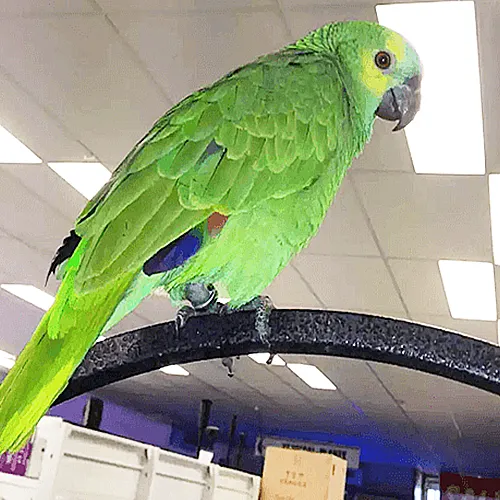 Amazon Parrot Adelaide 1