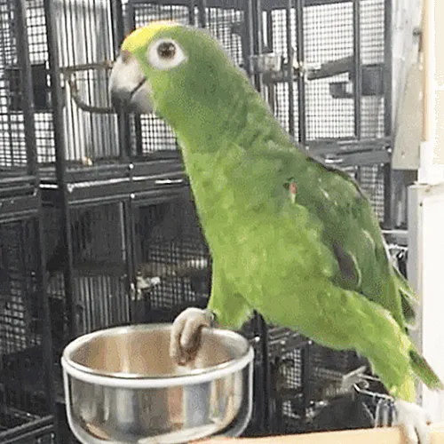 Amazon Parrot Adelaide 2