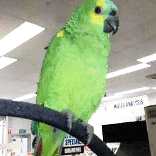 Amazon Parrot Adelaide 3