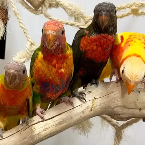 Australian Parrots for sale Adelaide 1