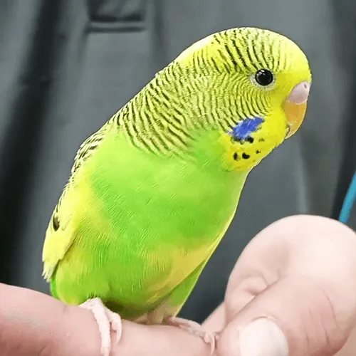 Baby Pet Parrots Budgie Adelaide