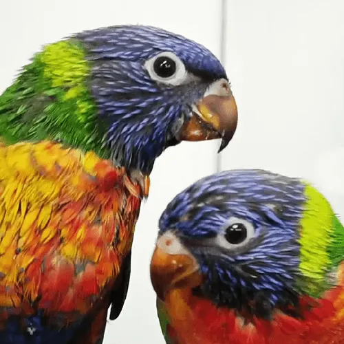 Baby Pet Parrots Lorikeet Adelaide