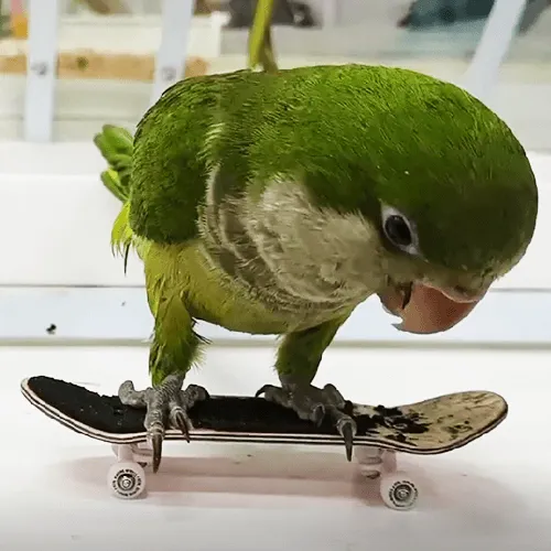 Baby Pet Parrots Quaker Adelaide