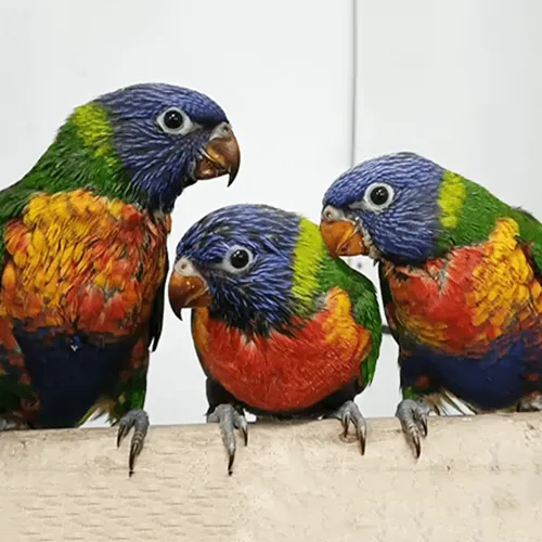 Buy Parrots Adelaide 1