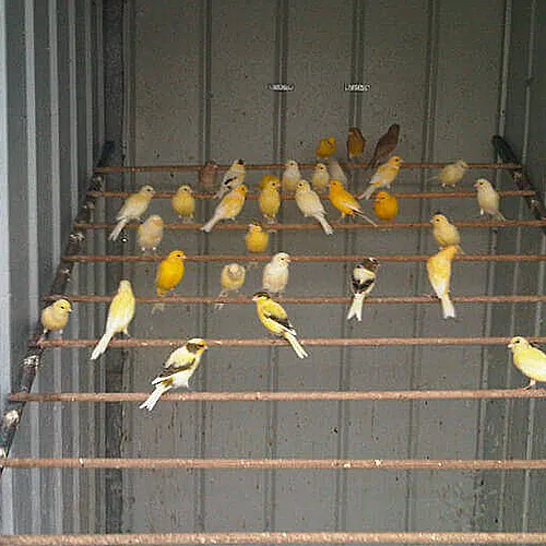 Canaries for sale Adelaide 2