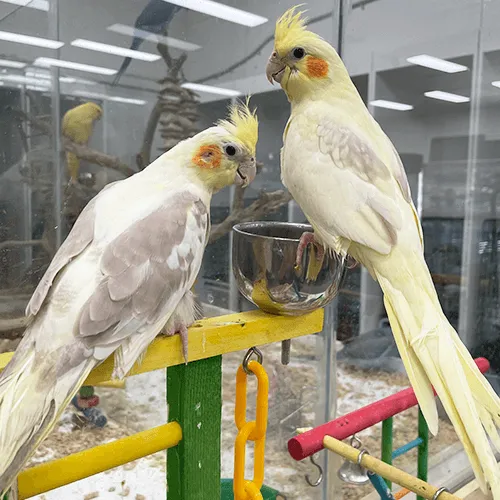 Cockatoo For Sale Adelaide 1