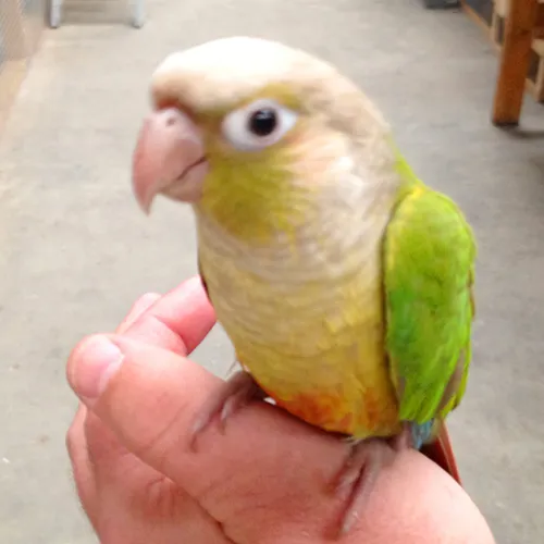 Conure for sale Adelaide 4