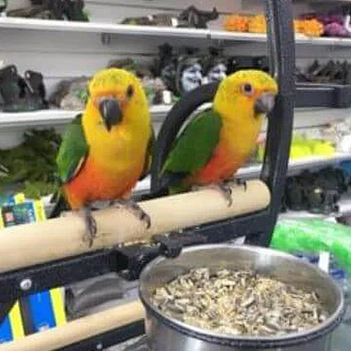 Conure for sale Adelaide 5