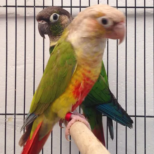 Conure for sale Adelaide 6