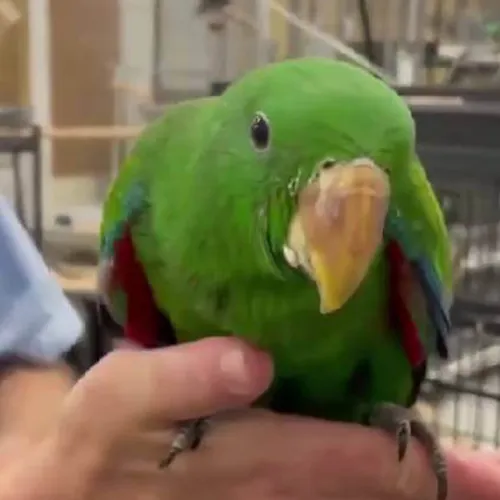 Eclectus Parrot Adelaide 1