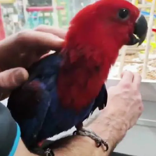 Eclectus Parrot Adelaide 2