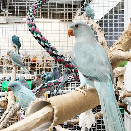 Foreign Parrots for sale Adelaide 2