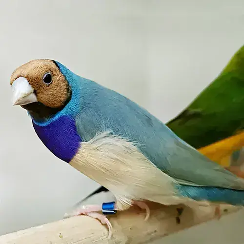 Gouldian finch for sale Adelaide 1
