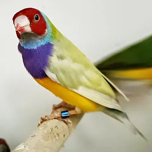Gouldian finch for sale Adelaide 2