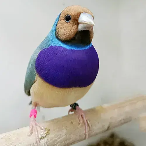 Gouldian finch for sale Adelaide 3