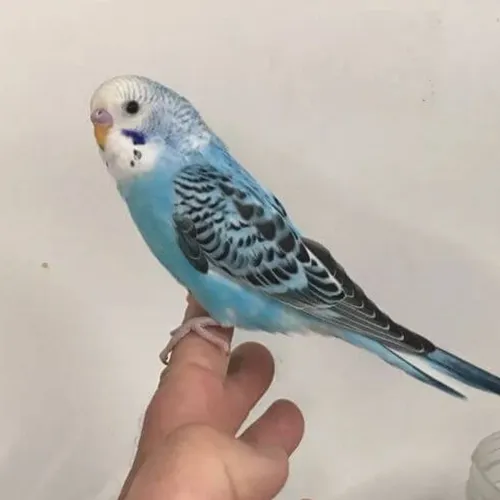 Hand Tamed Birds for sale Budgie 2