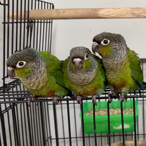 Hand Tamed Birds for sale Green Cheek Conure 6