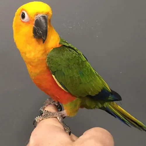 Hand Tamed Birds for sale Jenday Conure 4