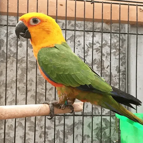 Jenday Conure Adelaide 1