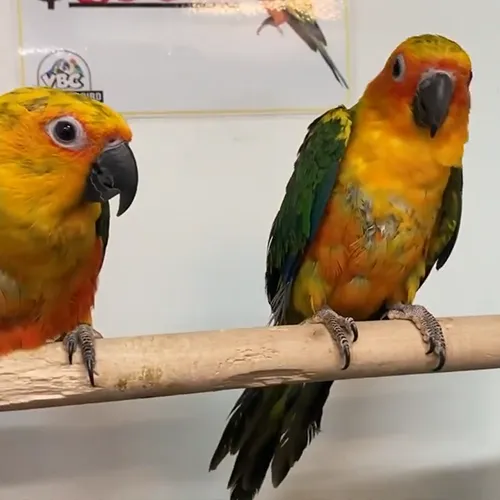 Jenday Conure Adelaide 3