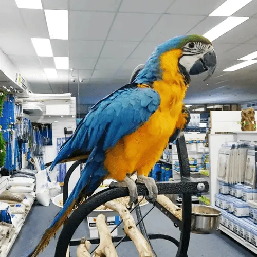 Macaw Adelaide 3