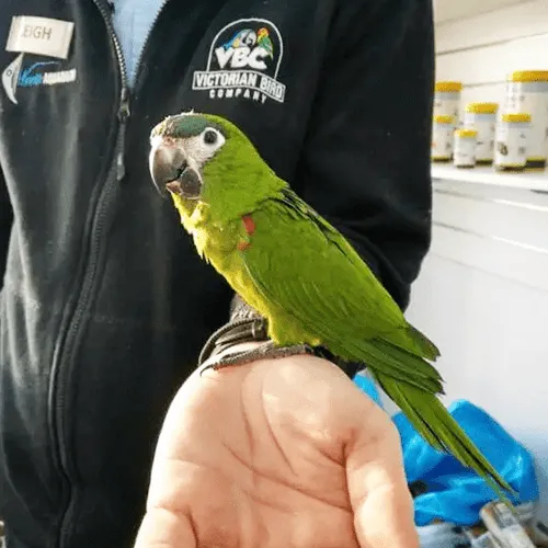 Macaw Adelaide 4