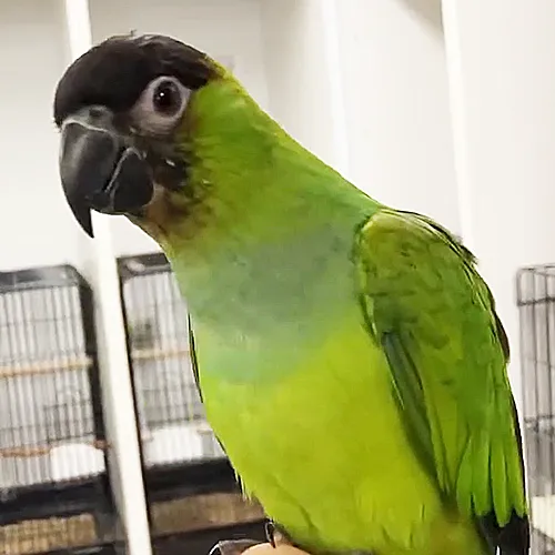 Nanday Conure Adelaide 3