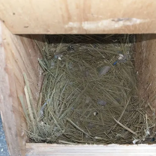 Nesting boxes Adelaide 4