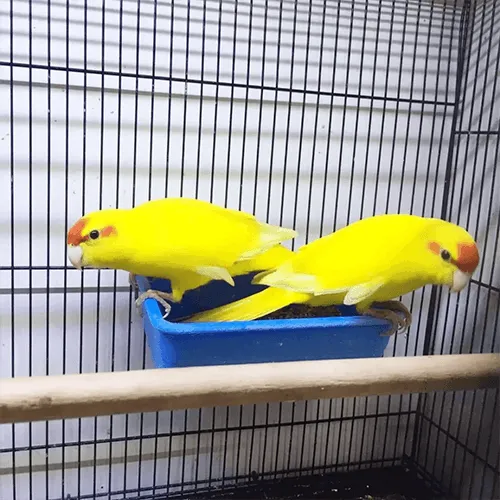Parrots Adelaide 1