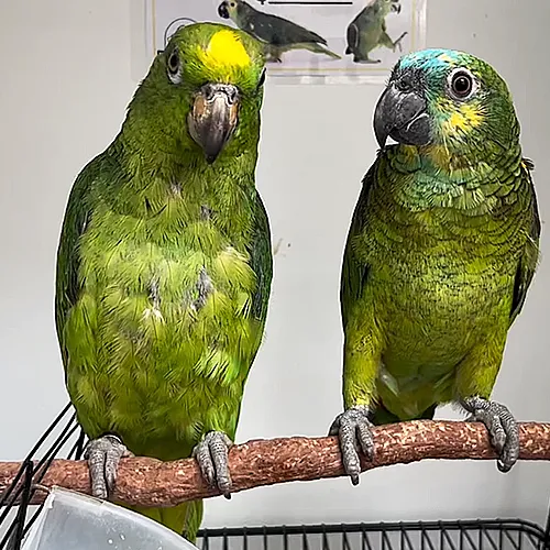 Parrots for sale Adelaide 3