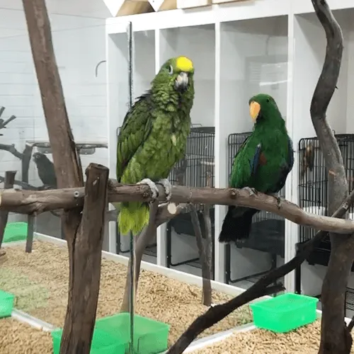 Pet Birds Adelaide 1