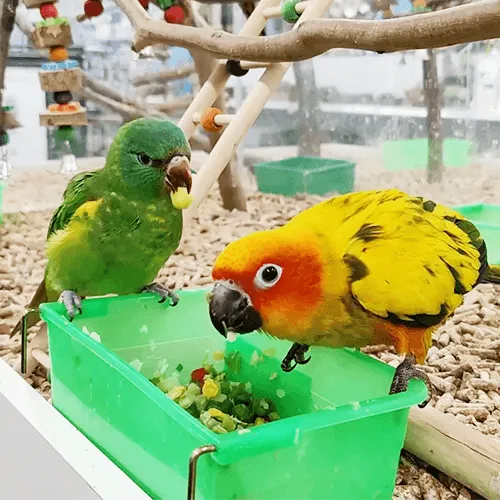 Pet Birds Adelaide 3