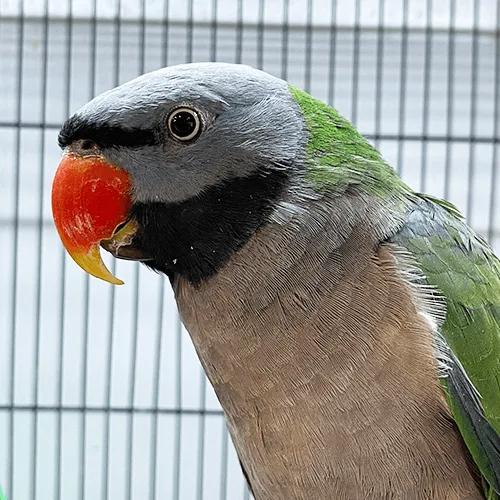 Pet Parrot for sale Adelaide 1