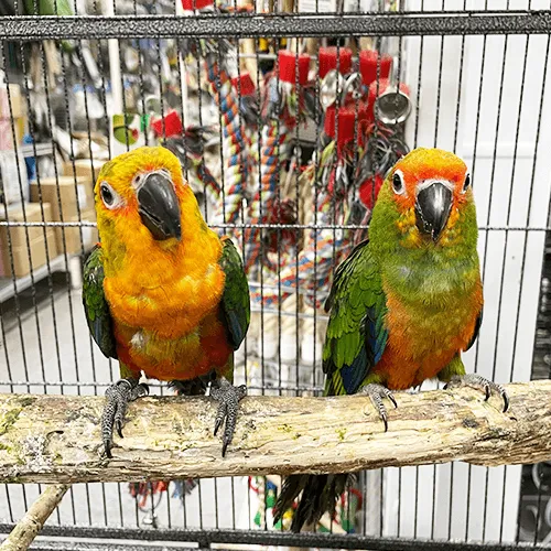 Pet Parrot for sale Adelaide 2