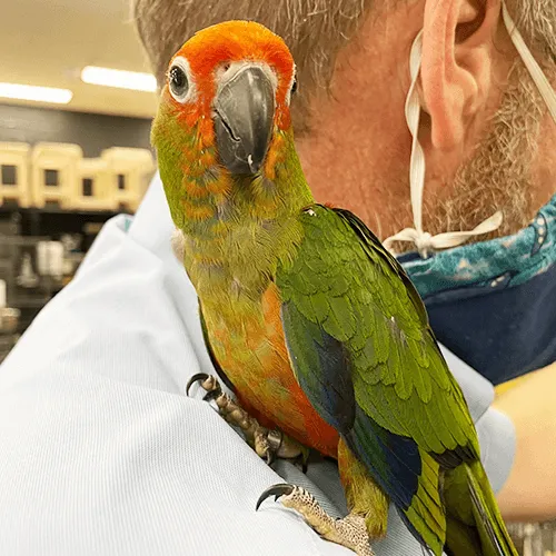 Pet Parrot for sale Adelaide 3