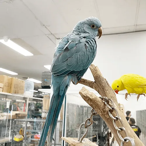 Pet Parrot for sale Adelaide 4