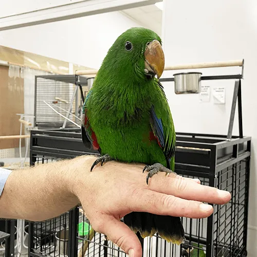 Pet Parrot for sale Adelaide 5