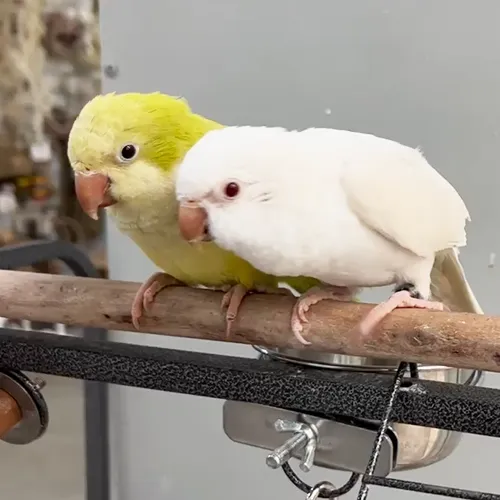 Quaker parrots Adelaide 3