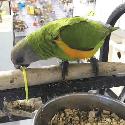 Senegal Parrot Adelaide 1