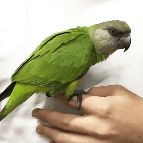 Senegal Parrot Adelaide 2