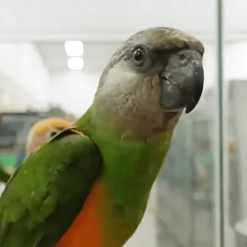 Senegal Parrot Adelaide 3