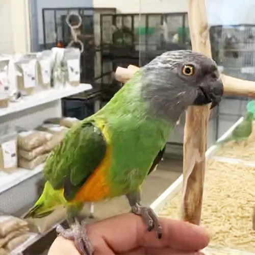 Senegal Parrot Adelaide 4