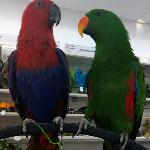 Types of birds for sale Adelaide 7